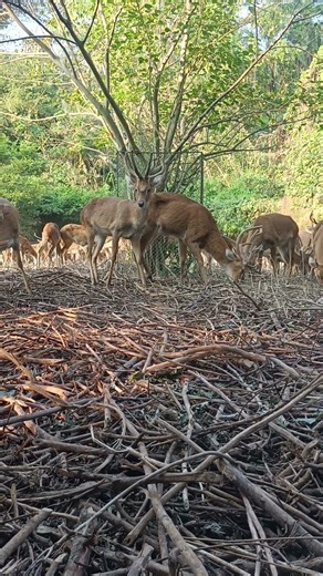 🦌🦌