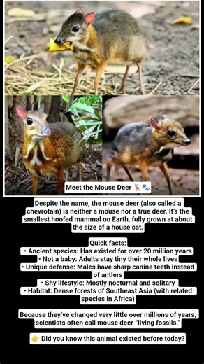 Meet the Mouse Deer 🦌🐾Despite the name, the mouse deer...#shortvideo #shorts #animals