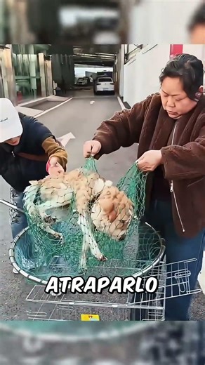 Su collar de cachorro casi le corta la circulación (Rescate con red) 😱🪢