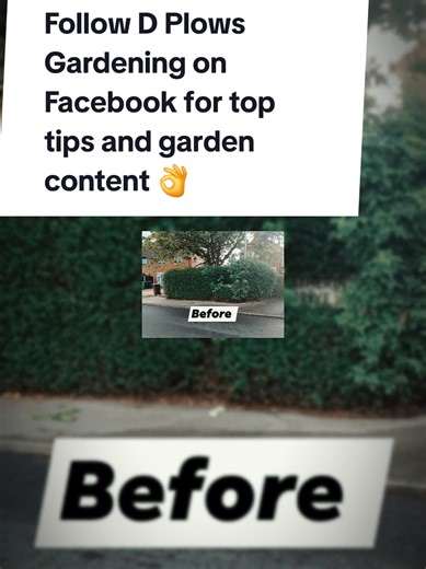 Gardening 101: Tips for Weeding and Vegetable Growth