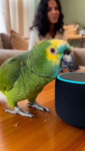 This Parrot Sounds Human 😳 | Viral Shorts #talkingparrot #smartparrot #parrottalking #funnybird