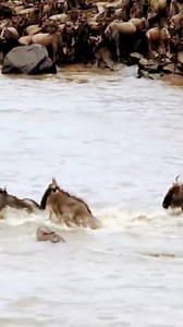 37K views · 38 reactions | Daily African Animals on Reels | Facebook