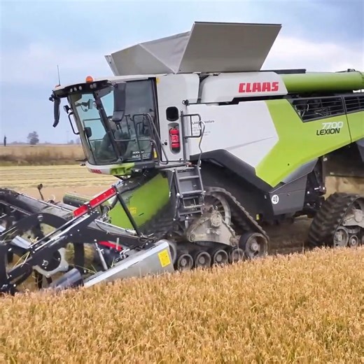 Rice harvesting reel video yesterday | Big Machines