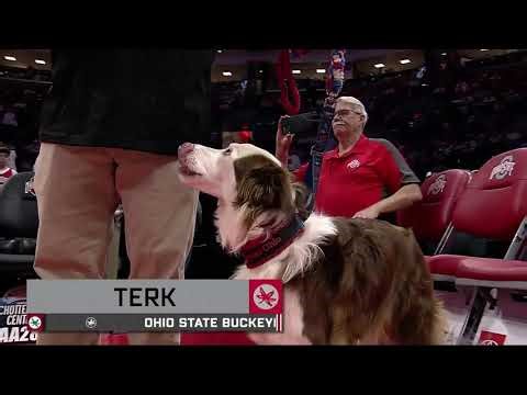 Performance Dogs of Ohio Halftime show - Ohio State Men's Basketball vs Purdue on 3/2/26