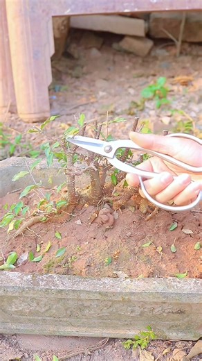 Kéo Tỉa Bầu Thép Trắng Cao Cấp #kiênbonsai #dungcubonsai