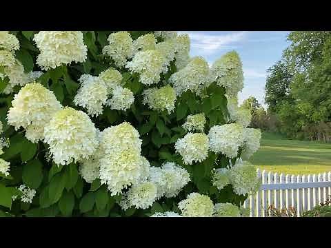 Limelight Hydrangea