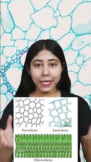 Parenchyma Tissue in Plants | Definition, Types & Function | Simple Tissue | Biology | Adhyayanta