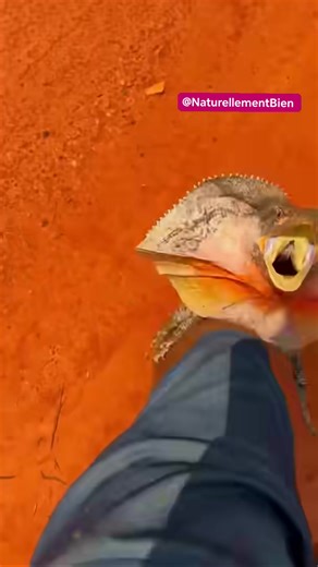 🦎💥 Découvrez le lézard à collerette… un animal incroyable difficile à croire ! 🤯 Ce lézard d’Australie possède une énorme collerette qu’il déploie autour de sa tête quand il a peur. En une seconde, il devient deux fois plus impressionnant pour faire fuir ses prédateurs ! Le plus fou ? Il se met même à courir sur deux pattes, comme un mini dinosaure. 🦖🔥 Un véritable spectacle de la nature ! #animaux #nature #découverte #incroyable #insolite #savoir #apprendre #lézard #australie #wildlife #ed