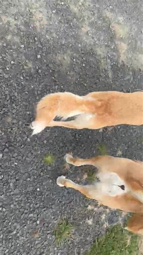 Ever wonder why Dingo tracks look like a single line of prints❓️ It’s called single tracking. Because their forequarters are built narrow and forward of the chest, their hind feet land exactly where their front feet just left. It’s the ultimate evolutionary design for efficiency and stealth. ​ ​🐕 Dingoes use 'single tracking' to walk in a single track, minimising their energy use and noise. Their hind feet step perfectly into the prints of their front feet—nature’s version of precision engineer