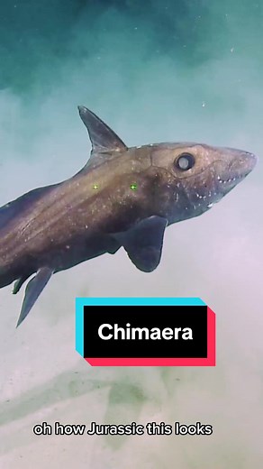 Exploring the Chimaera: Stunning Ghost Shark Discovery