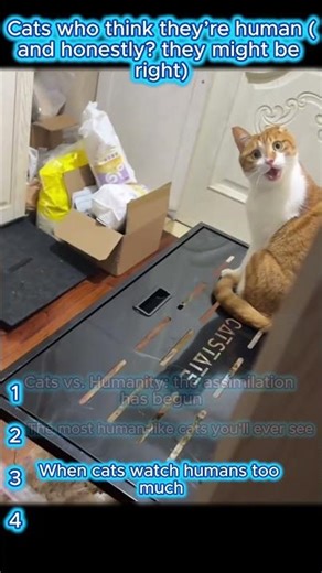 He watched. He learned. He became a menace. 😂🐱💀