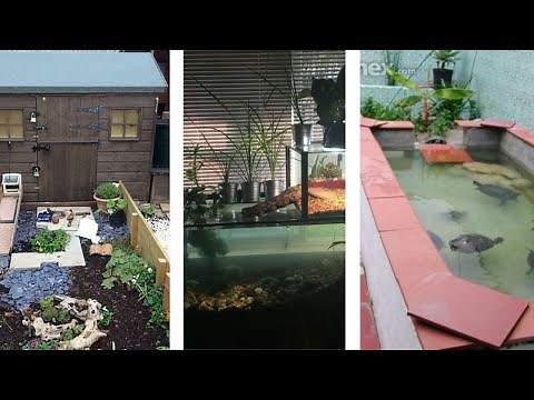 Turtle Home - Setup & Maintenance Tips for Your Aquatic Pet Habitat