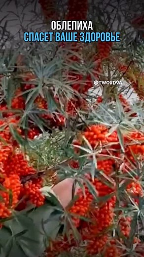 Облепиха спасет ваше здоровье | Дважды Два