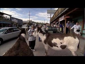 Oatman Burros