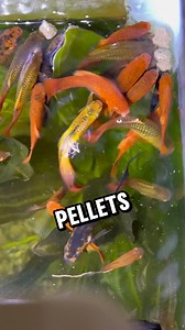 103K views · 720 reactions | Mollys y Platys comiendo pellets #pezbetta #fishtank #peces #aquarium #guppyfish #pecesornamentales #snail #shrimp | BettaVersol | Facebook