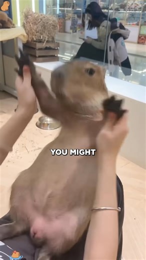 Do Capybaras Ever Get Angry | Furry Stories