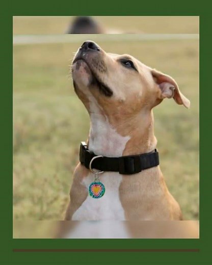 Quiet Colorful Custom Dog Tags - 60 Fun Designs