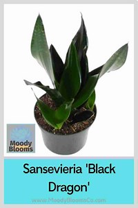 Sansevieria ‘Black Dragon’ – Black Dragon Snake Plant - Moody Blooms