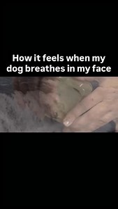 Has my dog been eating sardines and garbage? All jokes aside keeping your dog’s teeth brushed is important because good dental hygiene helps prevent plaque buildup, gum disease, and painful infections that can affect their overall health. Poor oral care can lead to bad breath, tooth loss, and even serious issues like heart, liver, or kidney problems caused by bacteria spreading from the mouth. Regular brushing keeps their teeth clean, their breath fresher, and supports a longer, healthier life. 