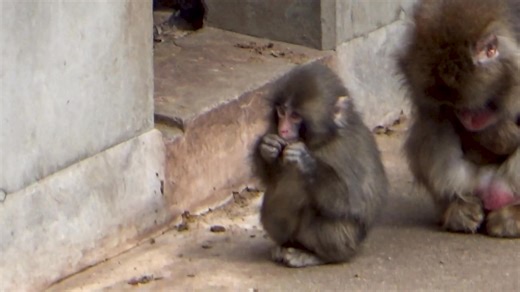 BABY MONKEY AT JAPAN ZOO GOES VIRAL FOR BOND WITH STUFFED TOY A baby monkey at a zoo in Japan has gone viral after being seen clinging to a stuffed animal. The baby macaque, named Punch-kun, was abandoned by his mother shortly after his birth in July 2025. He was initially raised by zoo caretakers but later struggled to integrate with other monkeys in the enclosure. Images of Punch-kun holding onto the plush toy have drawn attention online. 📹Japan Zoo Story/ Youtube #AllYouNeedToKnow | SunStar
