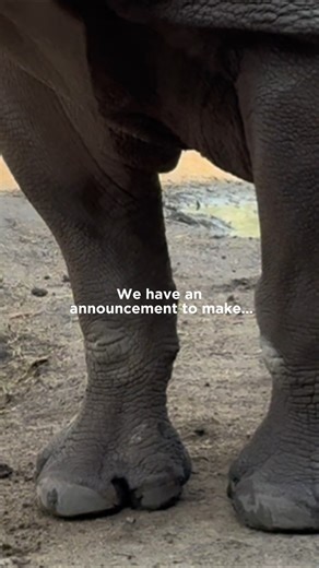 You all loved the pygmy hippo theme for the last Run for the Zoo, but it's time for a new pachyderm to trot into the limelight... 🥁 | Lincoln Park Zoo