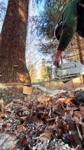 Sustainable Forestry Practices Explained