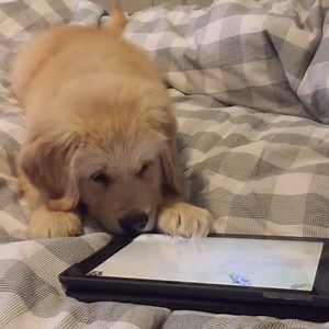 I could watch this little pup playing on the iPad all day 󾌴󾌴 | UNILAD