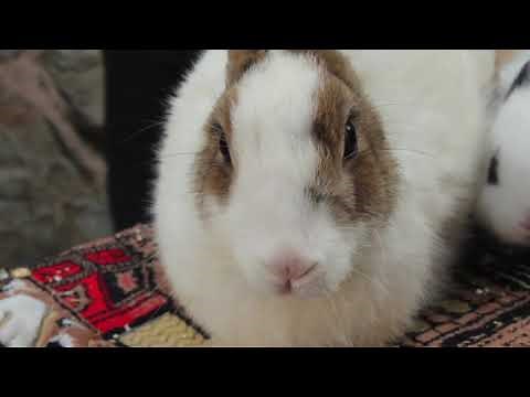 Rabbit Sounds Nervous Breathing
