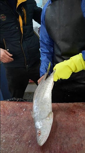 Mastering Croaker Fish Filleting: The Ultimate Skinning & Cutting Technique!