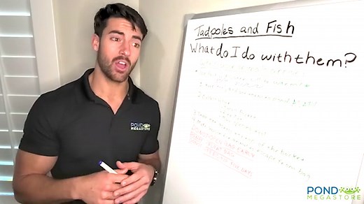 American Bullfrog & Green Frog Tadpoles