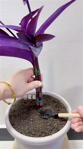 Title: Purple Bamboo & Plum Blossom: A Guide to Growing Beauty