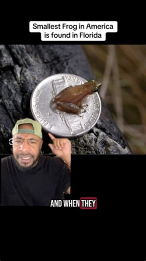 7.6K views · 227 reactions | The Tiniest frog in America in native to Florida #florida #frogs #wildlife #toad #facts #floridaliving | The Hughley’s | Facebook