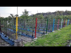 Mure thornfree anul 2 de vegetație