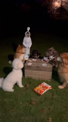 funny creepy cats #llovethismometscats