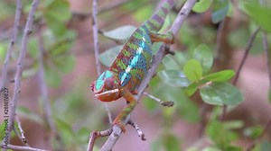 Chameleon on the branch in 4k slow motion 60fps