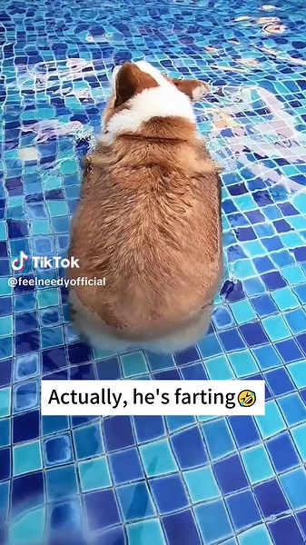 Farting puppy 🤣🤣🤣 #funnydogsoftiktok#fartingdog#dogswimmingday #dogfunnyvideo#cutedogclip#dogvideo#dogdaily#dogfarts#fyp