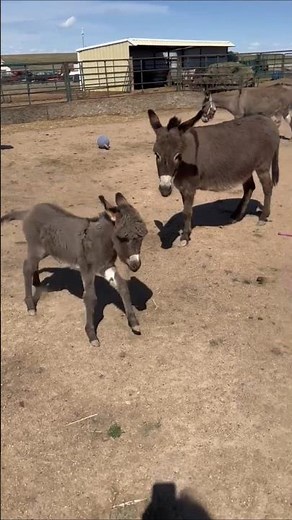 Baby Donkey Gets the Zoomies | Funny Donkey Short