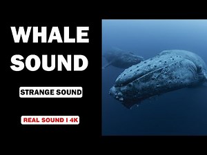 Real Whale Sounds | High Quality | Experience the Strange Whale Sound! | 4K