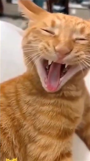 Humans👦🏼👩🏻 Create a Funny😅 Activities😜 and Crazy😉 Fun🤓 and See👀React😮 Cat's🐈 Monkey🐒. #funny #viral