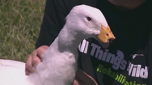 Polly the Duck to get new 3D-printed prosthetic bill