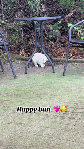 Happy bun.💖🥰 #BabyBunny #HappyBunny #CutiePie #Bunny #Rabbit
