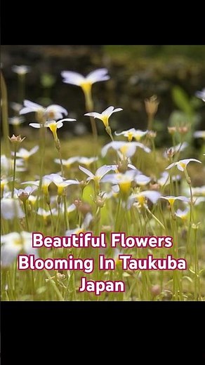 Beautiful Flowers Blooming in May | Tsukuba Japan 4K Nature Walk #japantravel #tsukuba #naturelover