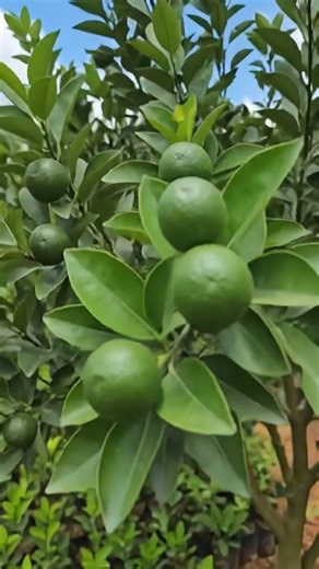 from nursery preparation of quality rootstocks,we walk with you .