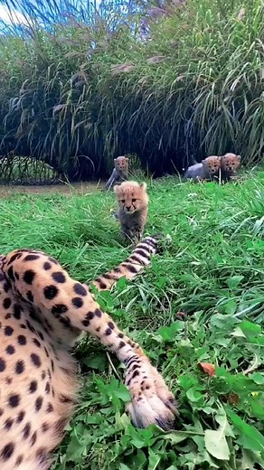 yasikhan080 on TikTok