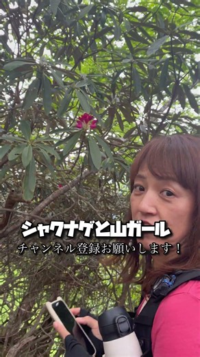シャクナゲと山ガール