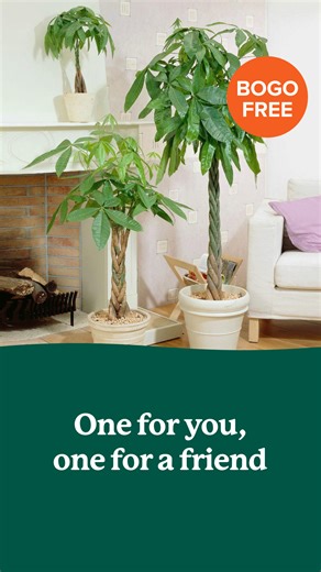 Our last BOGO of the year starts now! Buy one, get one FREE the best plants for your yard. This week only—don't wait! | Fast Growing Trees