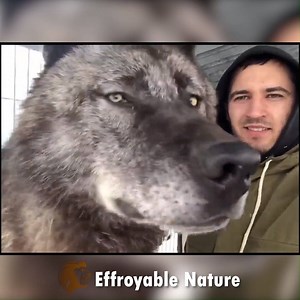 708K views · 16K reactions | Le plus grand loup noir du monde !  | Effroyable Nature | Facebook