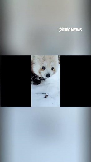 Red panda cub discovers snow