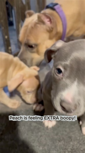 Pittiehoarder on Instagram: "Peach is feeling EXTRA boopy! #hunk #peach #tapdance #funnydog #puppy #fosteringsaveslives #pawsitivetailskc"