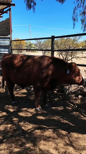 TORO ANGUS "EL BOLILLO" #rancho #ganado #toros #Angus | Rancho Cinco Talentos Angus